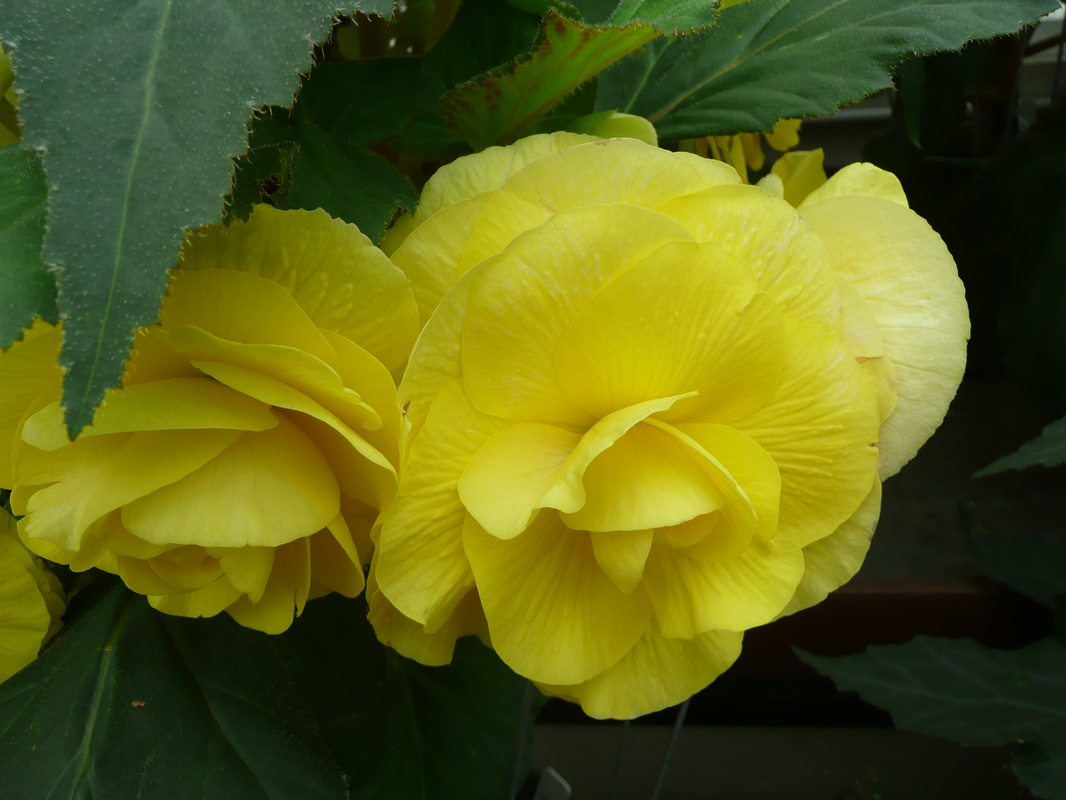 B. ‘Jim Kirby’